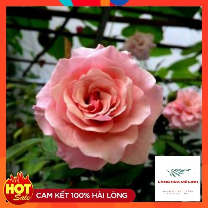 Hoa hồng leo Our Lady of Guadalupe Hoa có màu hồng, thơm nhẹ. Hoa rất sai , hoa quanh năm.🌷