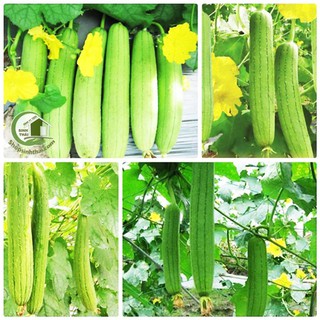 Hạt giống mướp hương