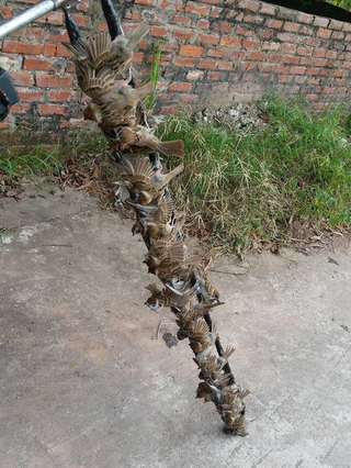 3 hũ keo bẫy chim - Shop Đạt Nụ