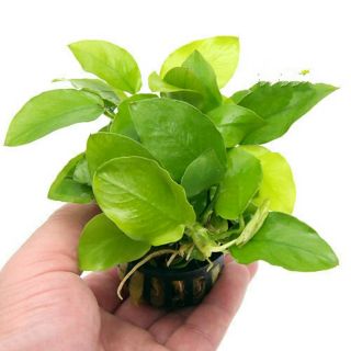 Cây thủy sinh Ráy Nana lá vàng. Chuyên dùng để gắn lũa, gắn đá, gắn bonsai, trồng nền.