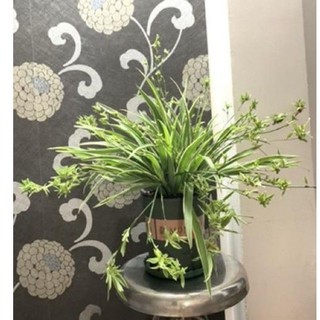 Bụi cây cỏ nhện / cây dây nhện, lan mẫu tử - cây trưởng thành đã phân nhánh