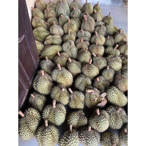 TRÁI SẦU RIÊNG THÁI MONTHONG LOẠI Nhất ( Trái Từ 2,5-4,5kg