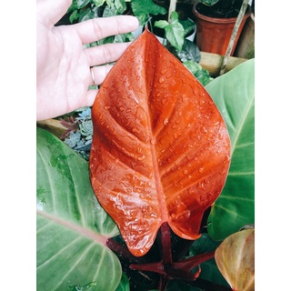 Philodendron Mccolley’s Final