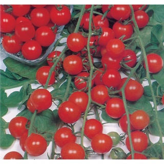 Hạt giống cà chua bi 0.1g