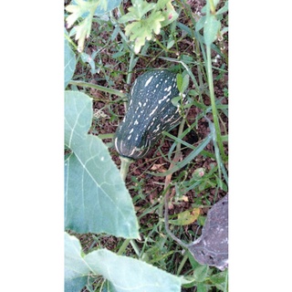 Bí đỏ cô tiên (1kg = 12.800₫)