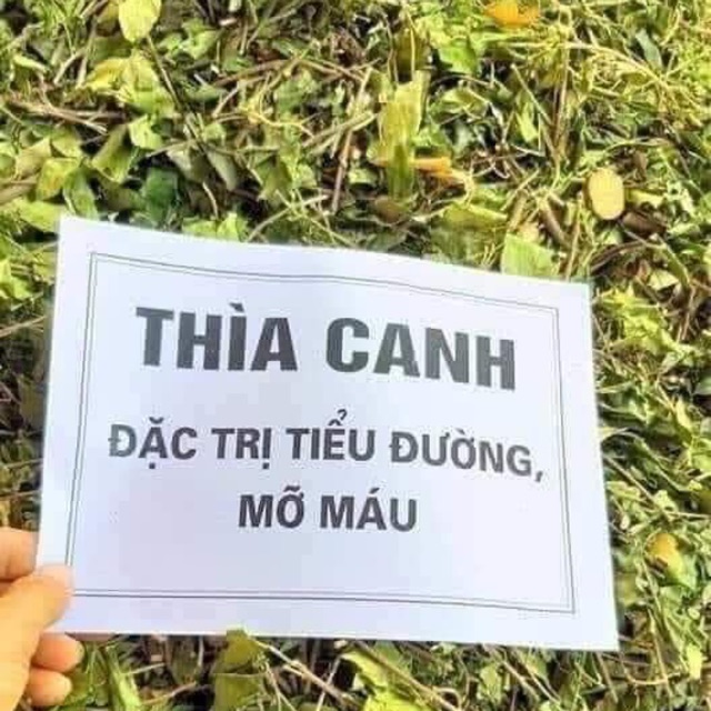Dây thìa canh 1 kg hàng xịn chuẩn khô nguyên chất