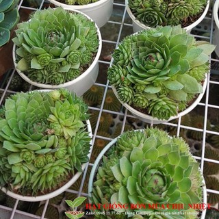 Hạt giống sen đá phật bà 20 hạt
