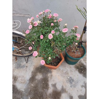 COMBO 3 Cây hoa hồng thân gỗ (tree rose đang mầm đẹp)