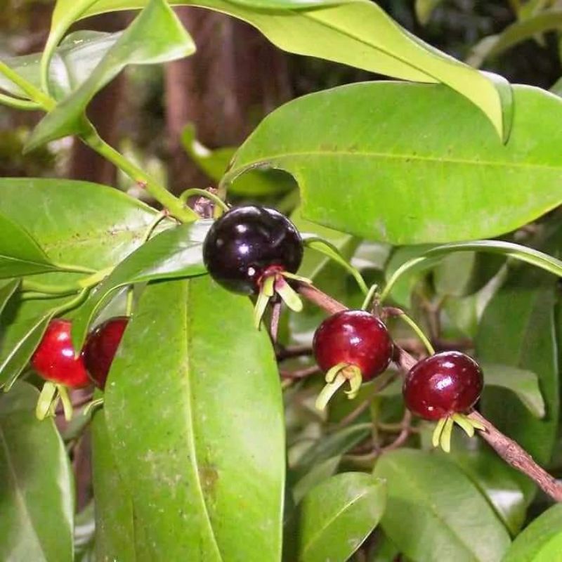Cây giống cherry Brazil