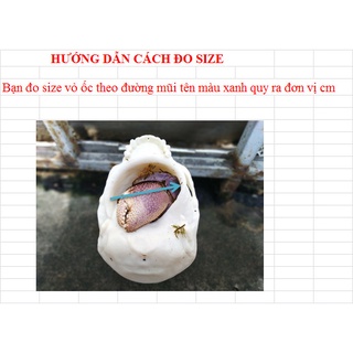 VỎ ỐC MƯỢN HỒN - TRƠN - IN 3D - SIZE LỚN - Hermit crab shell