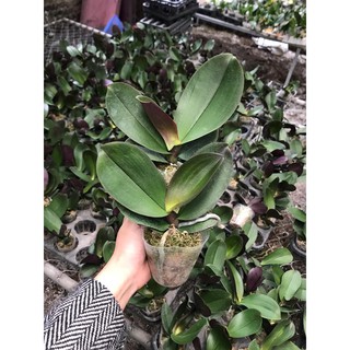 Phong lan hồ điệp cây giống nhỡ