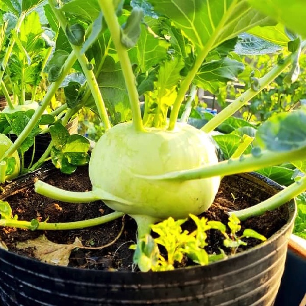 Gói 20 hạt giống su hào xanh Nhật Bản - tỷ lệ nảy mầm 95%