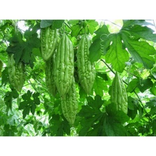 Hạt Giống Khổ Qua Xanh Cao Sản (3 Gr) - Năng Suất, Thanh Nhiệt