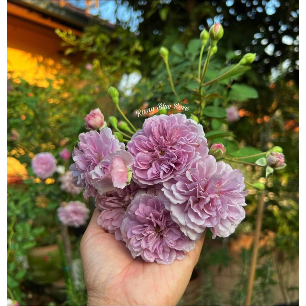 Hoa hồng leo Rainy Blue Rose bông hồng tím mộng mơ-Hoangoaimelinh