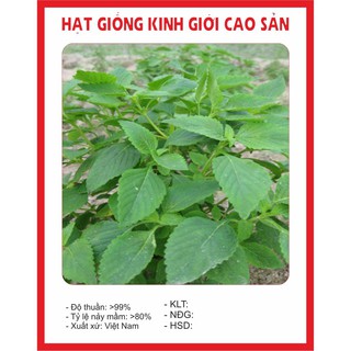 Hạt Giống Kinh Giới 2gr