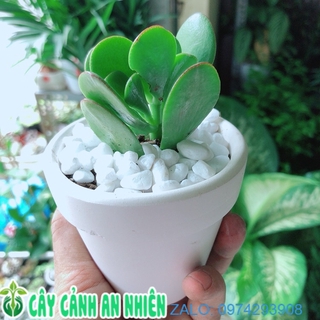 Chậu cây sen ngọc bích mini