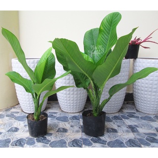 Cây đại phú gia - cây trong nhà