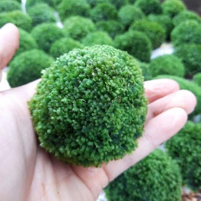 Đá minifiss cho hồ thuỷ sinh