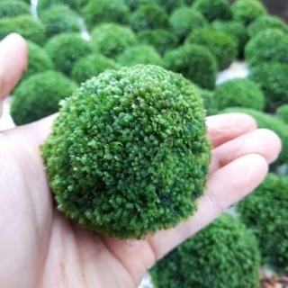 Đá minifiss cho hồ thuỷ sinh