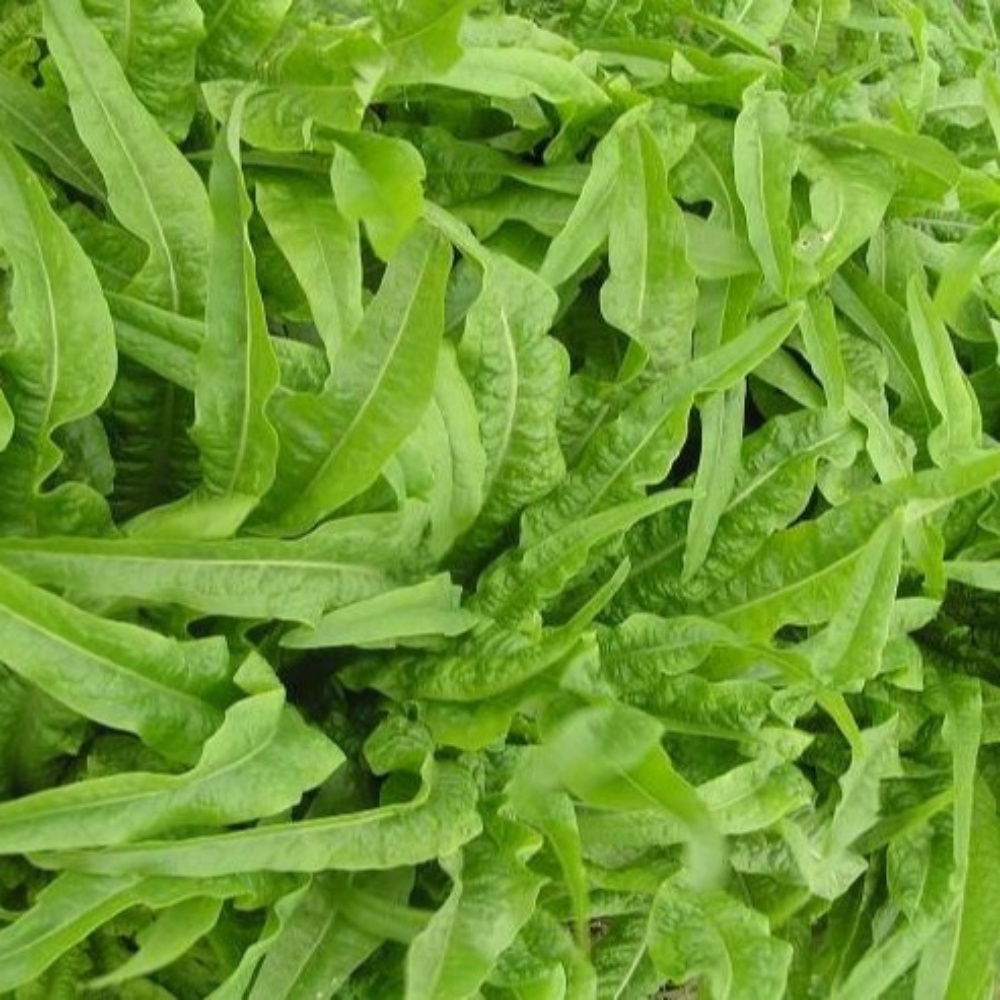 Hạt Giống Xà Lách Lá Nhọn (Rau Diếp Thơm) Rạng Đông Thu Hoạch Nhiều Lần - Gói 10g (HRD-080).