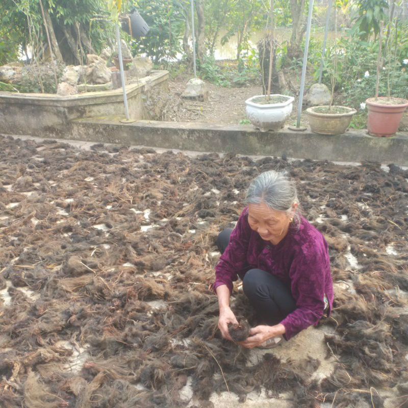 1kg rễ lục bình (bèo tây) khô chiết cành