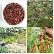 Hạt giống cây đậu săng ( còn được gọi là đậu triều, đậu chiều, mộc đậu, đậu chè ) - gói 500gram