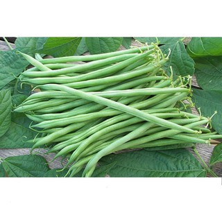 Hạt Giống Đậu Cove Cao Sản Giòn Ngọt 10gr