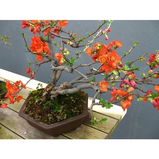 CÂY HOA MAI ĐỎ TẾT