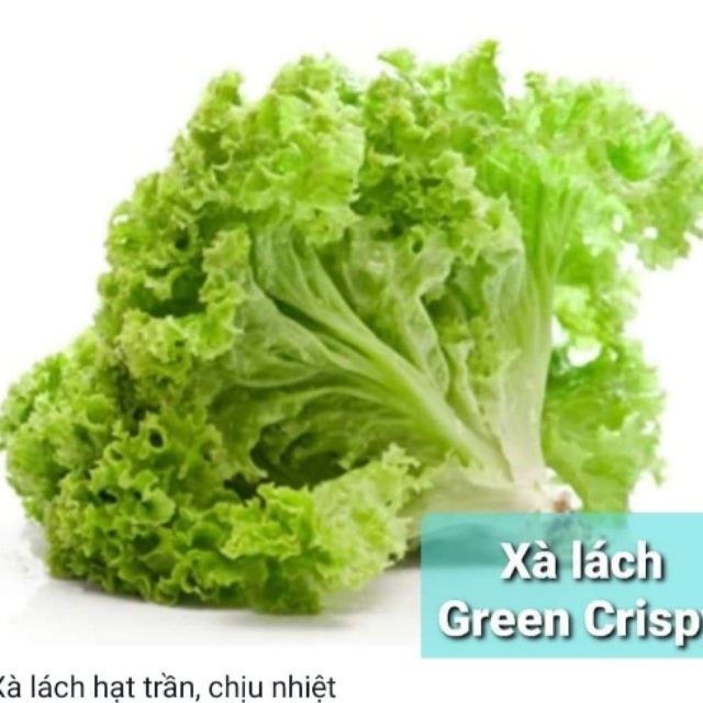 Hũ 1gr (~1000 hạt) xà lách nhập Mỹ hạt trần Green Crispy chịu nhiệt tốt