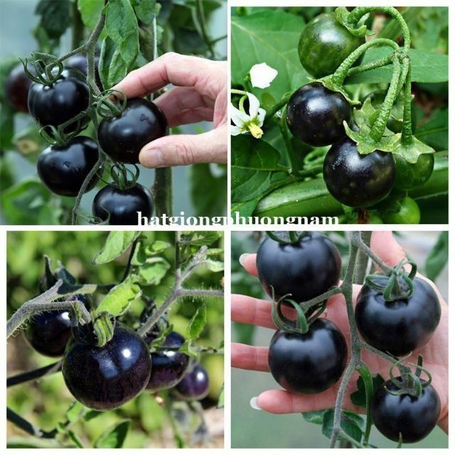 Hạt giống cà chua bi đen 30 hạt luckyseed hạt siêu rẻ