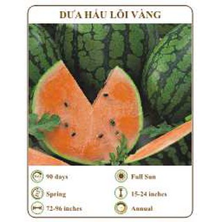 Hạt giống dưa hấu lõi vàng - THE XANH