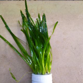 Cây thủy sinh Hẹ nước thẳng