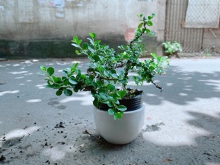 Chậu Cây Linh Sam