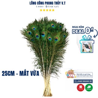Lông công phong thủy 🔥freeship🔥 chiều dài 25cm mắt vừa hàng đẹp