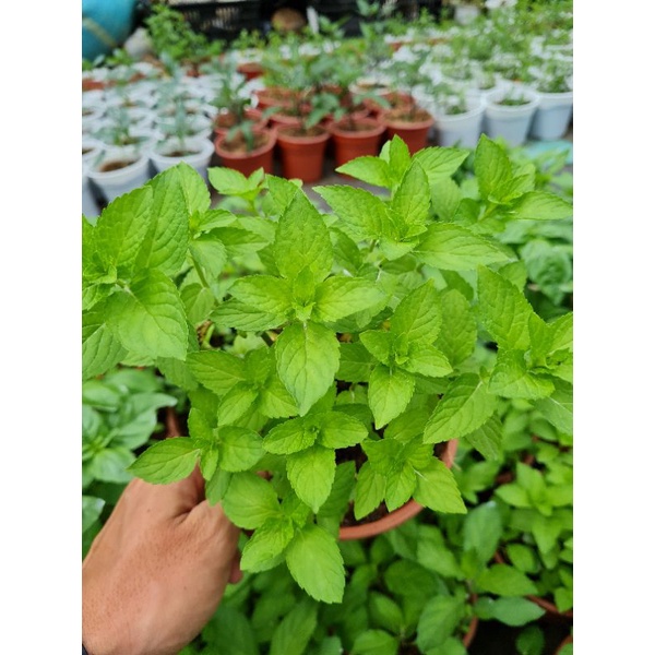 Cây bạc hà Nhật - Japanese mint