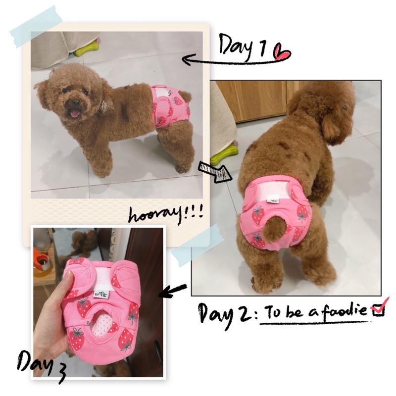 Quần sinh lý new-colors Titpet giành cho cún cái