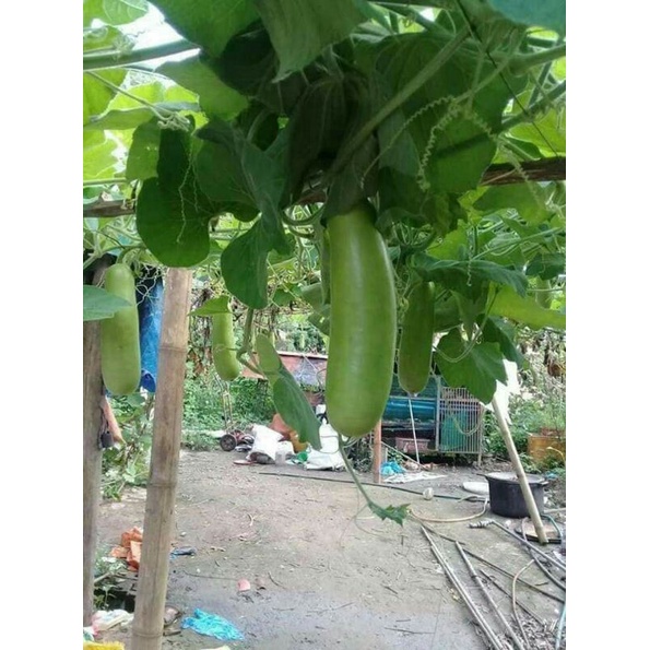 Hạt giống bầu baby 4 mùa  .