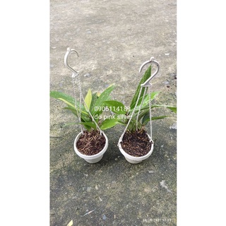 Cẩm cù giống đủ màu