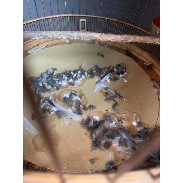 Cám vỗ béo thay lông choè-lão đại