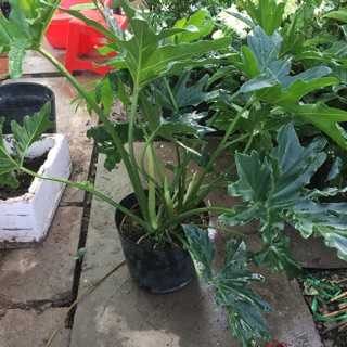 Cây trầu bà thanh Xuân