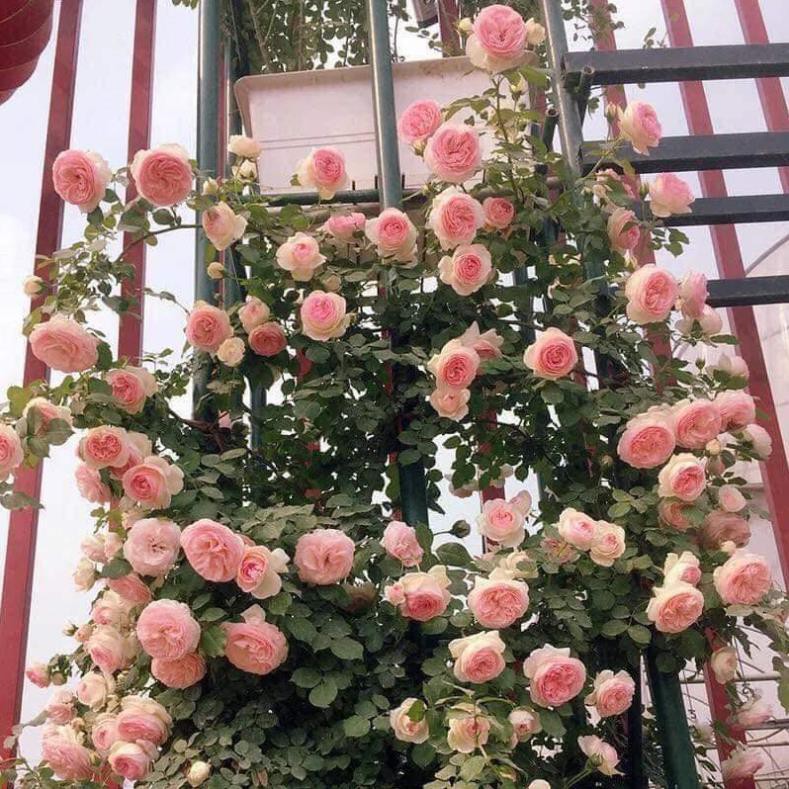 cây giống hoa hồng leo pháp thuần chủng giá rẻ- gốc hồng rễ trần giống , cam kết chất lượng