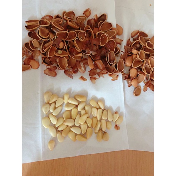 Hạt thông Mỹ sấy chín