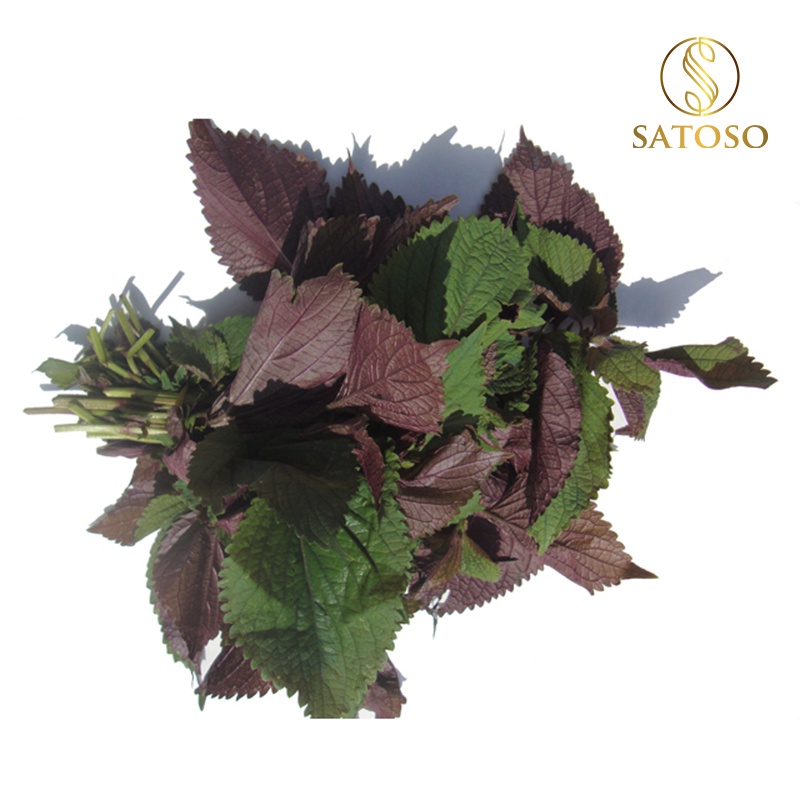 Cây tía tô khô thượng hạng thanh lọc cơ thể SATOSO 1kg SA50