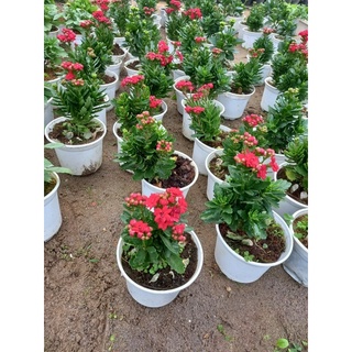 Cây hoa sống đời kép