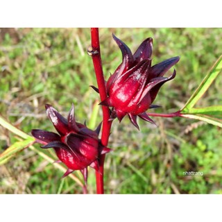 HẠT GIỐNG HOA  ATISO ĐỎ (BỤP GIẤM)