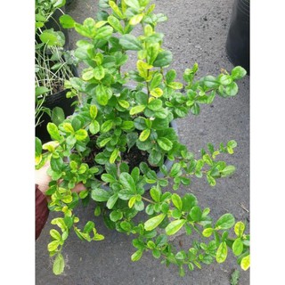 cây giống trà phúc kiến