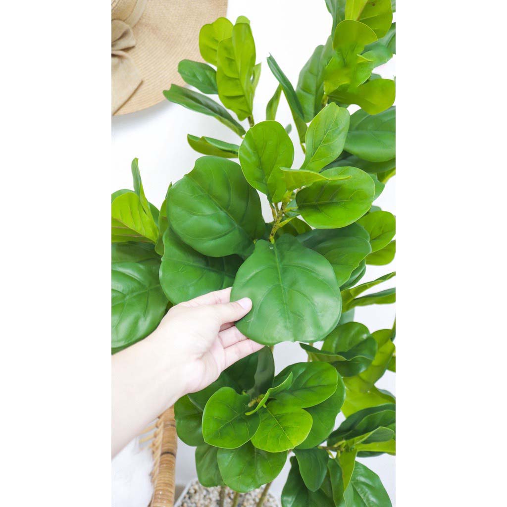 CÂY GIẢ - CÂY BÀNG SINGAPORE 3 NHÁNH CAO 1,2M