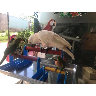 Cầu mài móng cho vẹt di động