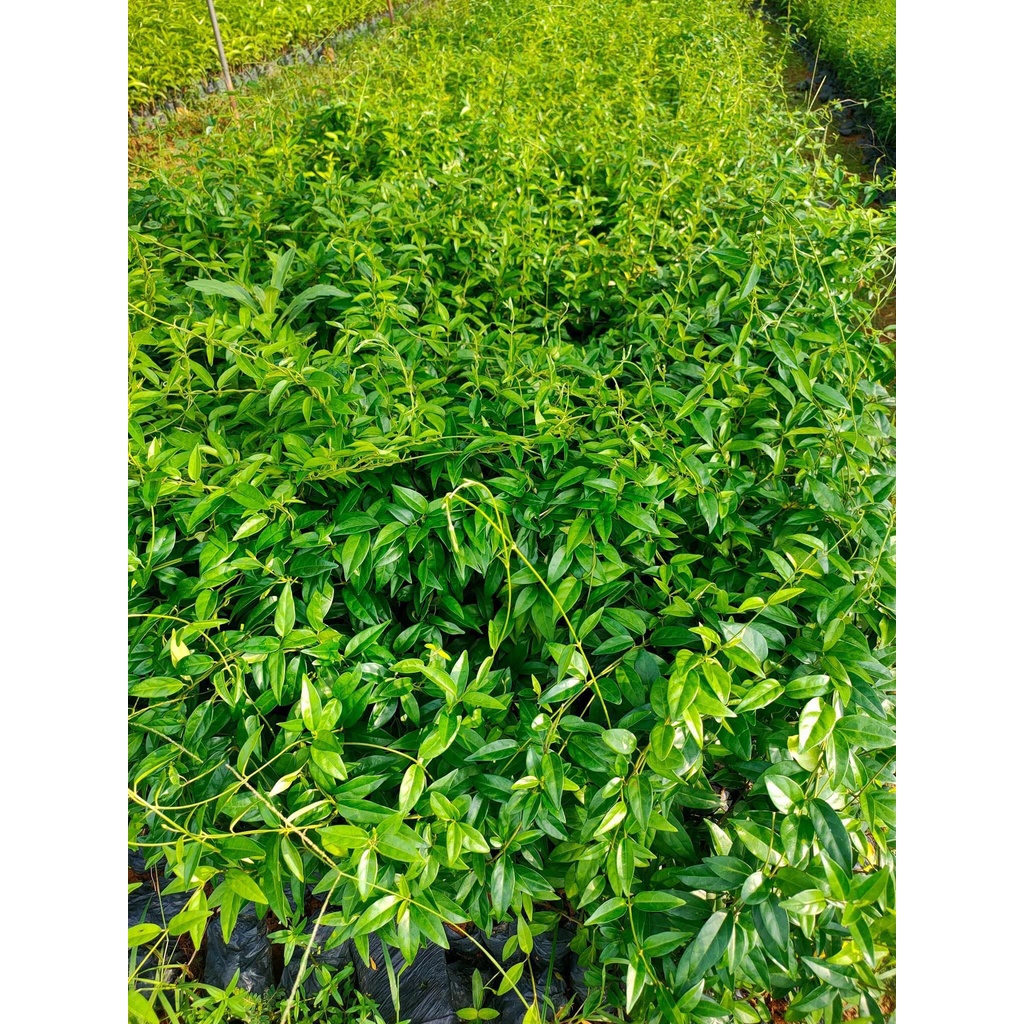 cây thìa canh (compo 15 cây)