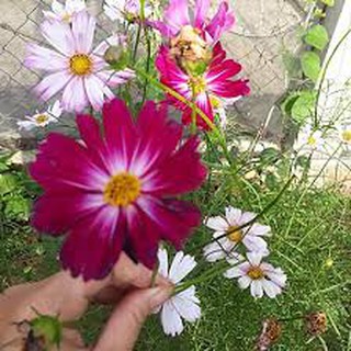 GÓI 2500 HẠT GIỐNG HOA CÚC SAO NHÁY NHIỀU MÀU